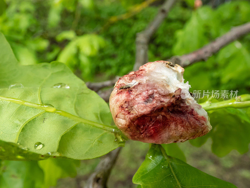 在栎树(Quercus robur)上的瘿蜂(Biorhiza pallida)在巢内产卵后形成幼瘿蜂，小瘿蜂在巢上爬行